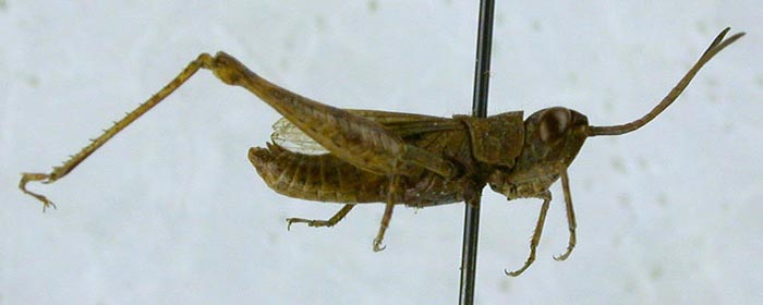 Eremippus sobolevi, paratype, color image