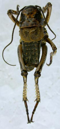 Paracyphoderris erebeus, color image