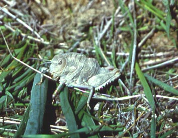 Saxetania cultricollis, color photo