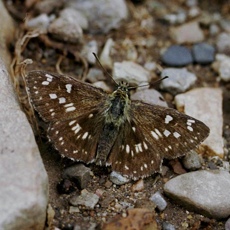 Syrichtus gigas in nature, color image