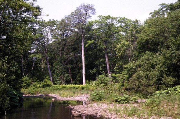 Habitat of Syrichtus gigas, color image