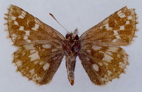 Pyrgus serratulae shukshini, color image