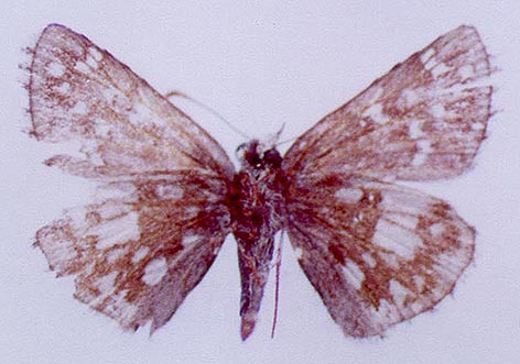 Pyrgus serratulae shukshini, color image