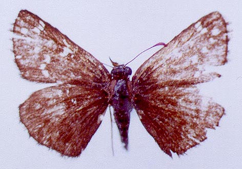 Pyrgus serratulae shukshini, color image