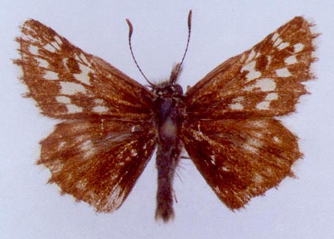 Pyrgus serratulae shukshini, color image