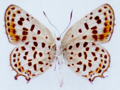 Athamanthia sogdiana, color image