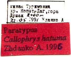 Paratype labels, color image