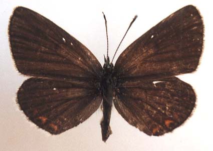 Eumedonia eumedon albica, color image