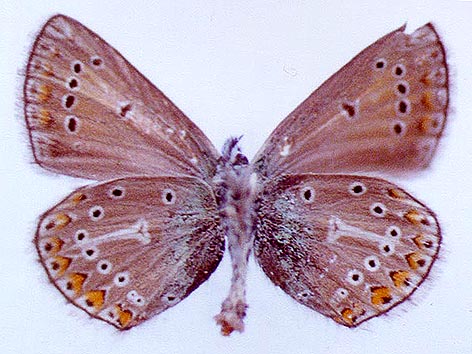 Eumedonia eumedon saargamorticus, paratype, color image