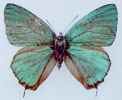 Favonius korshunovi, holotype, color image