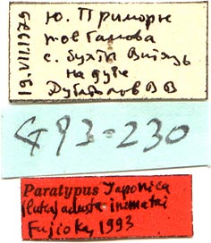 Male paratype labels, color image