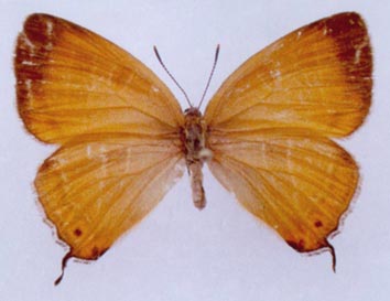 Japonica lutea dubatolovi, color image