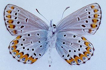 Lycaeides argyrognomon chalcha, holotype, color image