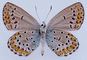 Lycaeides argyrognomon gabrieli, color image