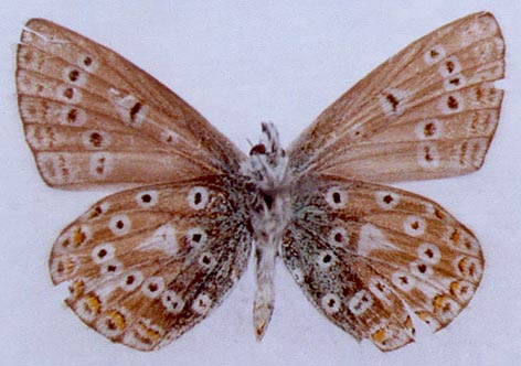 Polyommatus aloisi, paratype, color image