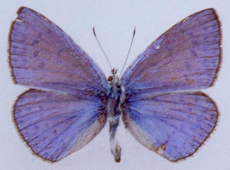 Polyommatus icarus omelkoi, holotype, color image