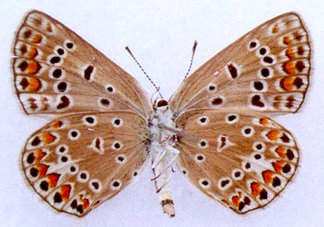 Polyommatus icarus omelkoi, paratype, color image