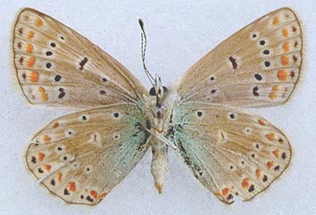 Polyommatus szabokyi, color image