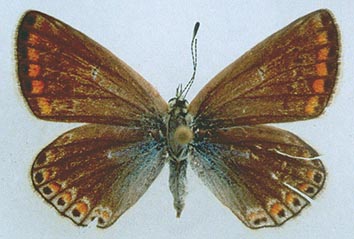 Polyommatus szabokyi, color image