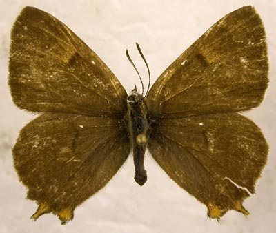 Thecla betulae ongodai, color image