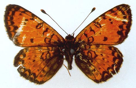 Melitaea latonigena ukoka, color image