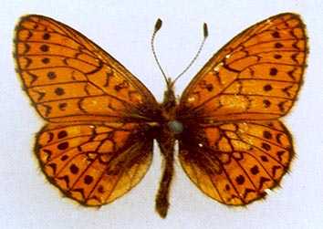 Proclossiana eunomia stromi, color image