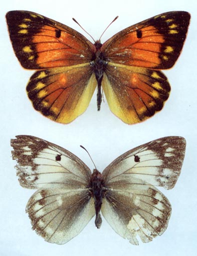 Colias heos (=aurora), females, color image