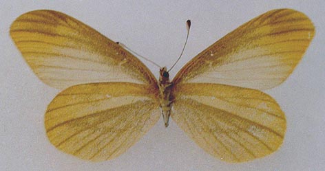 Leptidea amurensis jacutia, holotype, color image