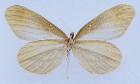 Leptidea amurensis jacutia, color image