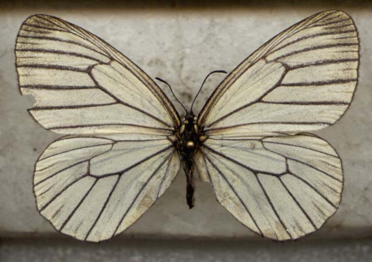 Davidina armandi, upperside, color image