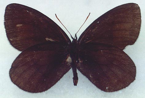 Erebia magdalena ola, paratype, color image