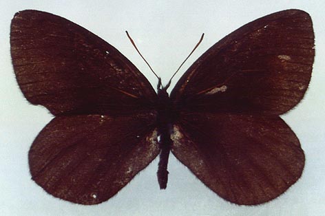 Erebia magdalena ola, paratype, color image