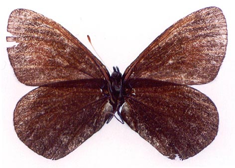 Erebia magdalena ola, paratype, color image