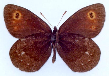 Erebia rossii subarctica, color image