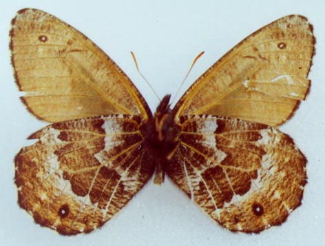 Oeneis ammosovi, holotype, color image