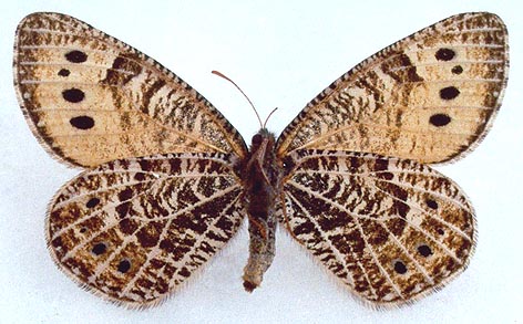 Oeneis lederi, color image