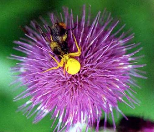 Misumena vatia, color image