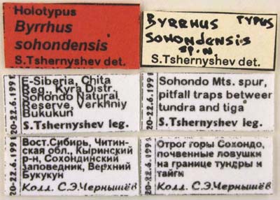 Holotype labels, color image