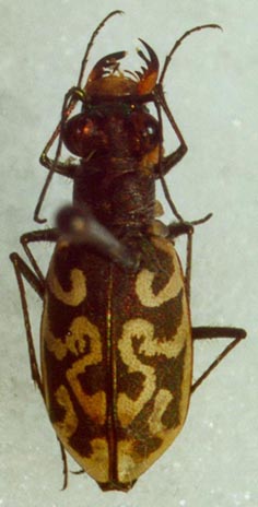 Cicindela contorta, color image