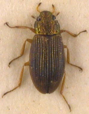 Helophorus barbarae, paratype, color image