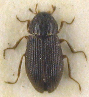 Helophorus kryzhanovskii, paratype, color image