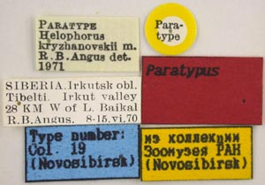 Paratype label, color image