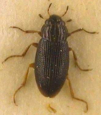 Helophorus uvarovi, paratype, color image