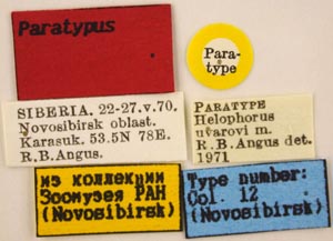 Paratype label, color image