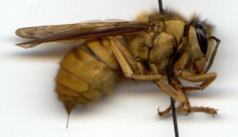 Vespa bicolor, lateral view, color image