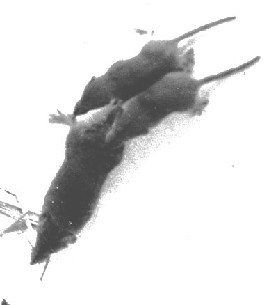 caravan behavior of Scrocidura suaveolans, black-and-white photo