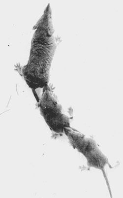 caravan behavior of Scrocidura suaveolans, black-and-white photo