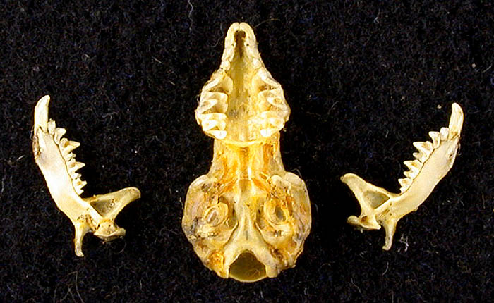 Diplomesodon pulchellum, color image