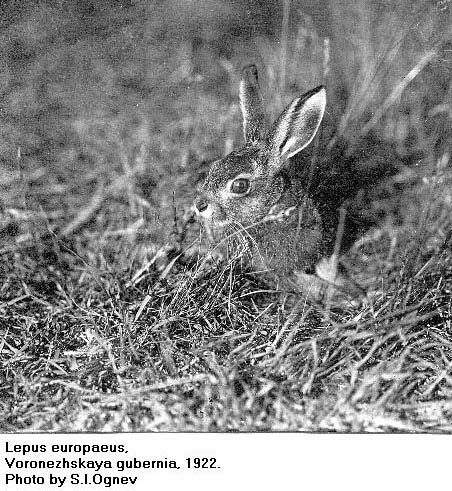 Lepus europaeus, image