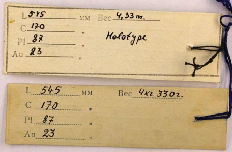 Holotype labels, color image